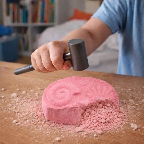 Morski Zestaw Archeologiczny Morskie Skamieniałości Muszle Narzędzia